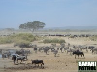 Migrationen vid Lake Magadi/Lake Moru. (Södra Serengeti National Park, Tanzania)