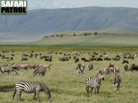 Gnuer och zebror strax söder om Engitatiplatån. (Ngorongorokratern, Tanzania)