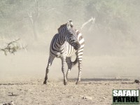 Zebra. (Seronera i centrala Serengeti National Park, Tanzania)