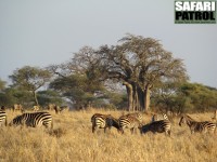 Zebror och gnuer i Tarangire. I bakgrunden ett av parkens många babobabträd (som också kallas apbrödsträd). (Tarangire National Park, Tanzania)