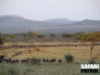 Vandrande gnuer i morgonljus vid berget Niaroboro. (Serengeti National Park, Tanzania)