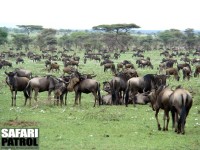 Gnumigration. (Seronera i centrala Serengeti National Park, Tanzania)