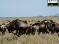 Gnu på språng. (Naabi Hill i södra Serengeti National Park, Tanzania)