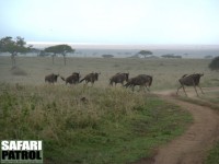 Gnuer på språng. (Serengeti National Park, Tanzania)
