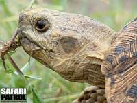 Leopardsköldpadda i närbild. (Serengeti National Park, Tanzania)