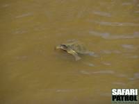 Vattensköldpadda. (Lake Manyara National Park, Tanzania)