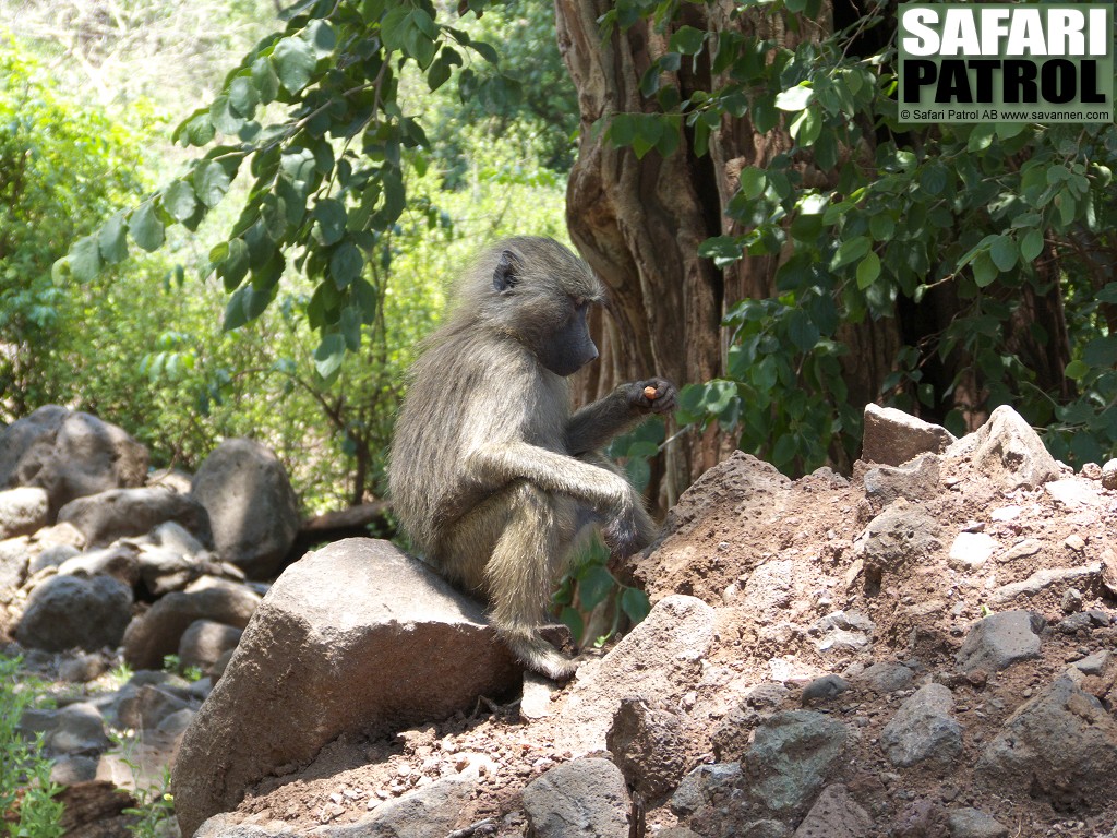 Babian. (Lake Manyara National Park, Tanzania)