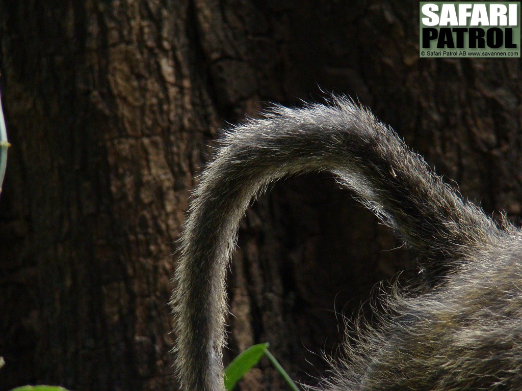 Babian. (Lake Manyara National Park, Tanzania)