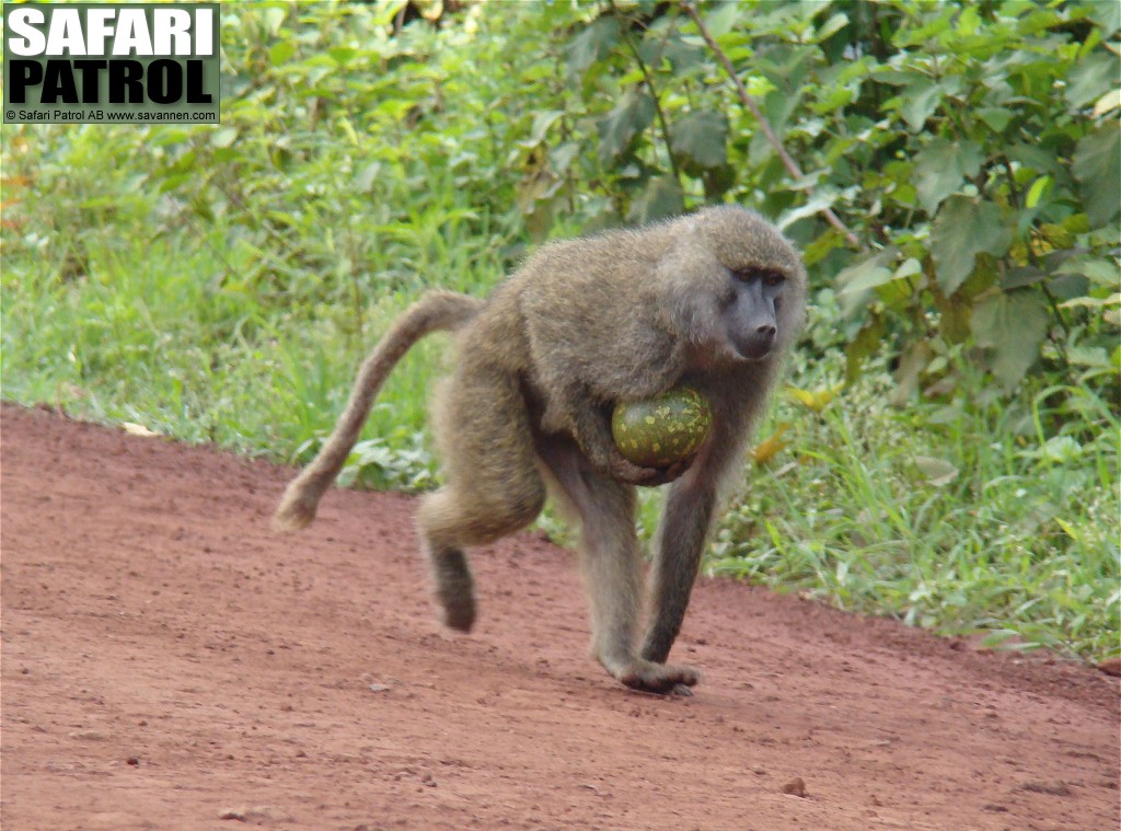 Babian. (Lake Manyara National Park, Tanzania)