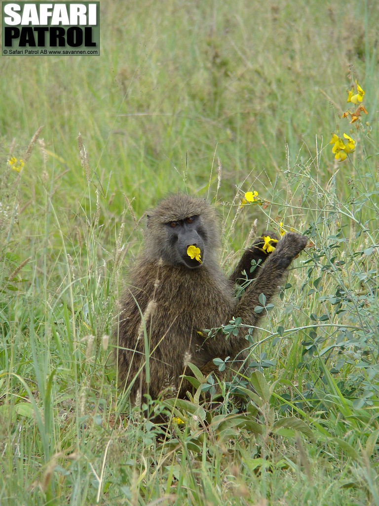 Babian. (Serengeti National Park, Tanzania)