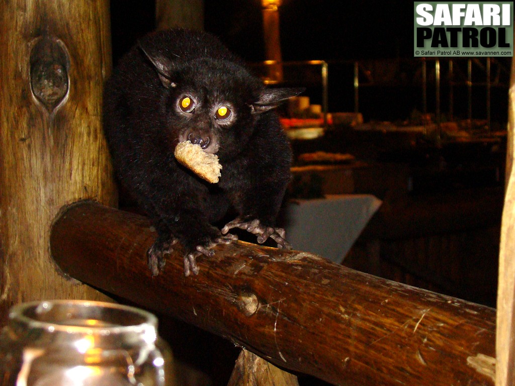 Silvergalago stjl brd. (Masai Mara National Reserve, Kenya)