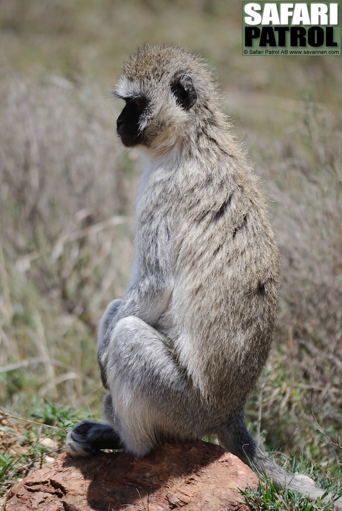 Grn markatta. (Serengeti National Park, Tanzania)