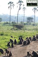 Babianer. (Tarangire National Park, Tanzania)