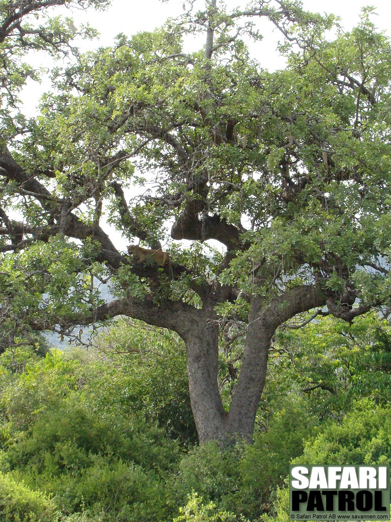 Lejon i trd. (Lake Manyara National Park, Tanzania)