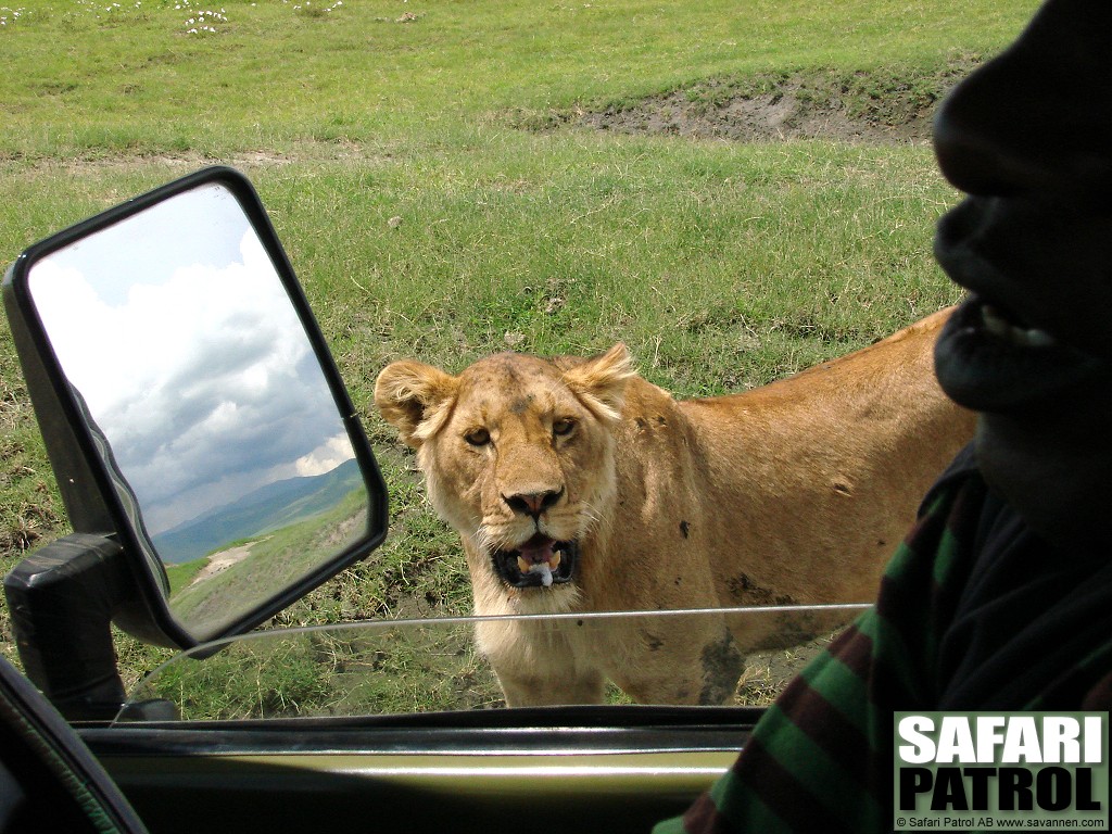 Lejon utanfr safarijeepen. (Ngorongorokratern, Tanzania)