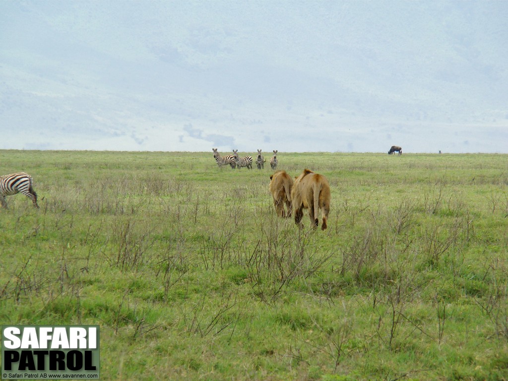 Lejonhanar. (Ngorongorokratern, Tanzania)