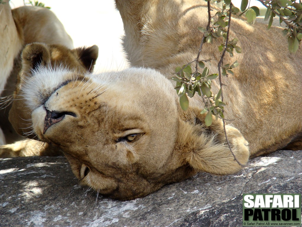 Lejon. (Serengeti National Park, Tanzania)