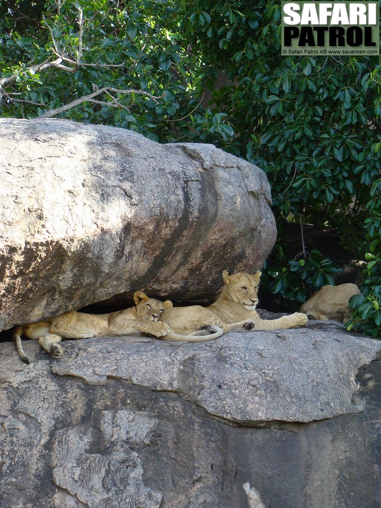 Unglejon. (Serengeti National Park, Tanzania)