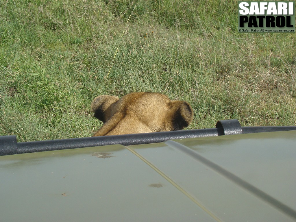 Lejon framfr motorhuven. (Serengeti National Park, Tanzania)