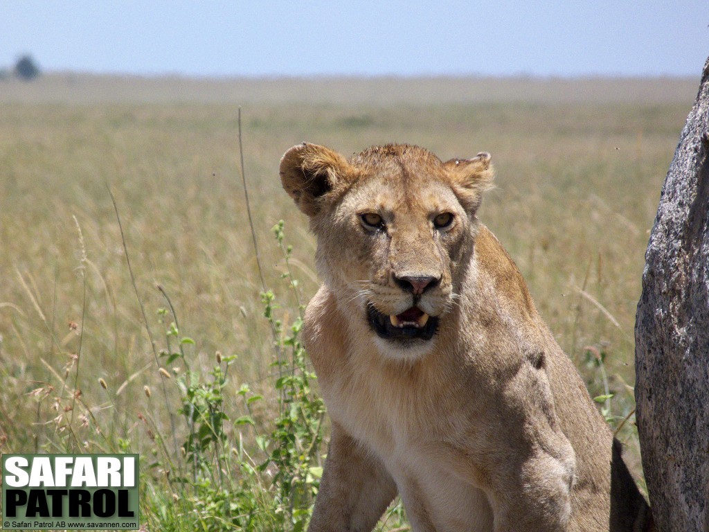 Lejon. (Serengeti National Park, Tanzania)