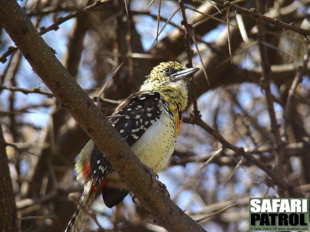 Arnaudbarbett. (Lake Manyara National Park, Tanzania)