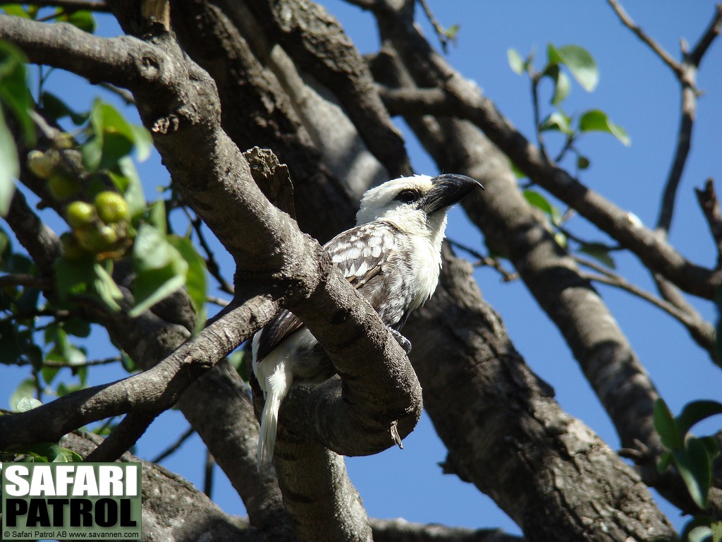 Vithuvad barbett. (Serengeti National Park, Tanzania)