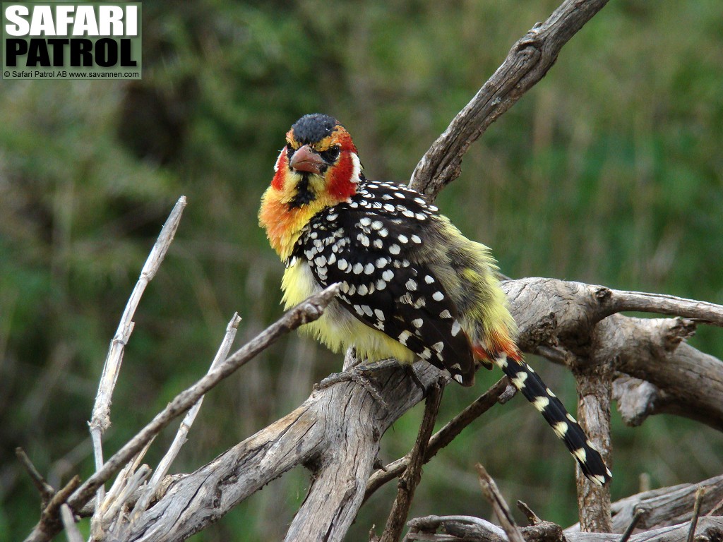 Rdgul barbett. (Tarangire National Park, Tanzania)