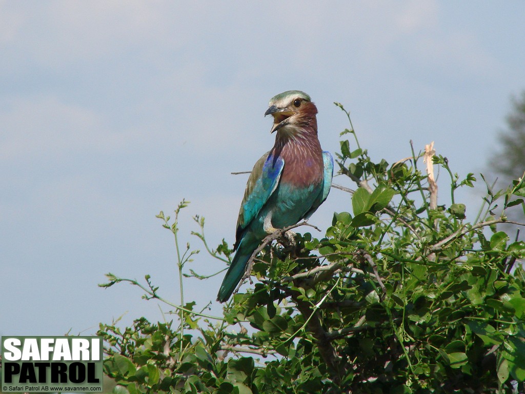 Lilabrstad blkrka. (Tarangire National Park, Tanzania)