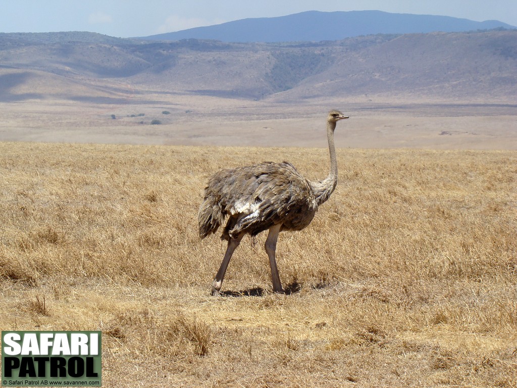 Strutshona. (Ngorongorokratern, Tanzania)