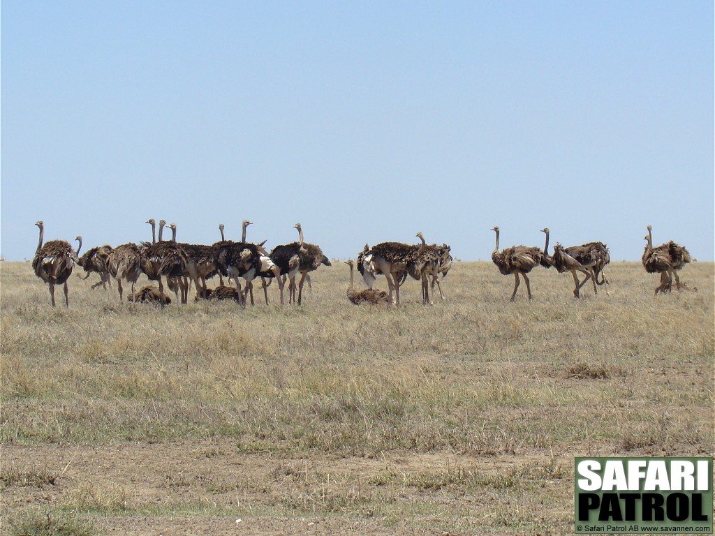 Strutsar. (Naabi Hill i sdra Serengeti National Park, Tanzania)