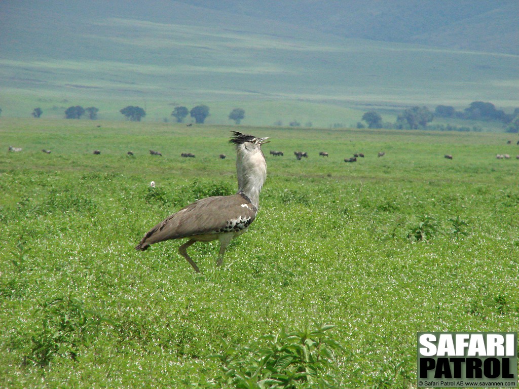 Koritrapp. (Ngorongorokratern, Tanzania)