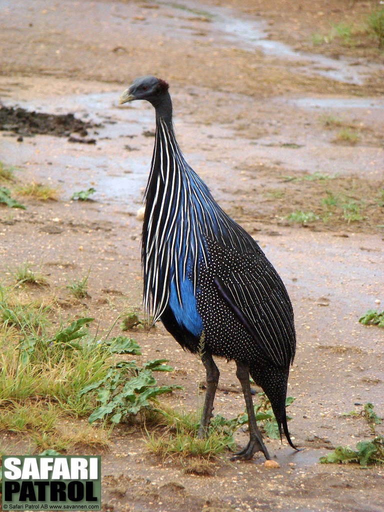 Gamprlhna. (Samburu National Reserve, Kenya)