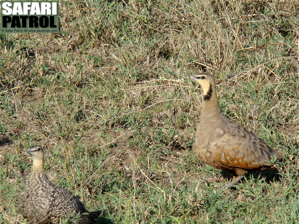 Gulstrupiga flyghnor. (Serengeti National Park, Tanzania)