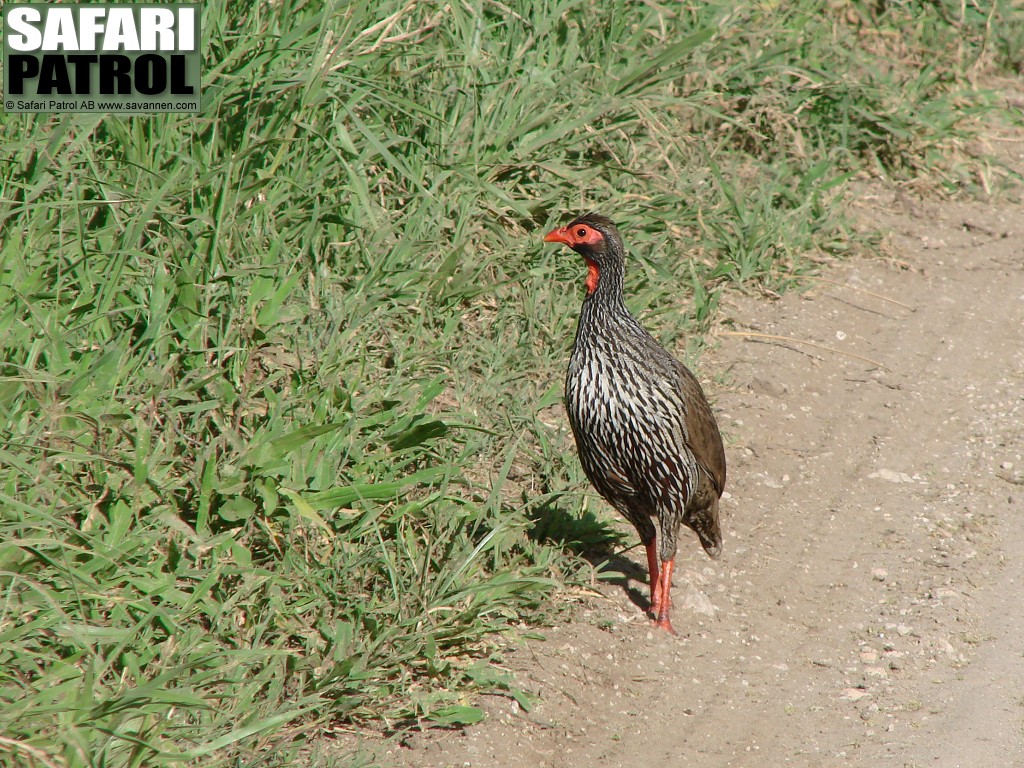 Vitflckig frankolin. (Tarangire National Park, Tanzania)