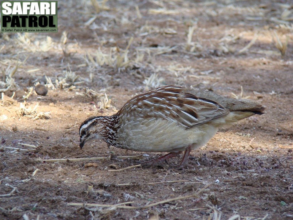 Tofsfrankolin. (Tarangire National Park, Tanzania)