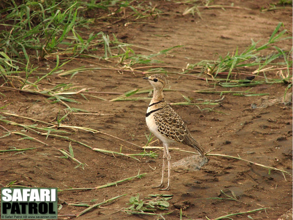 Tvbandad kenlpare. (Serengeti National Park, Tanzania)