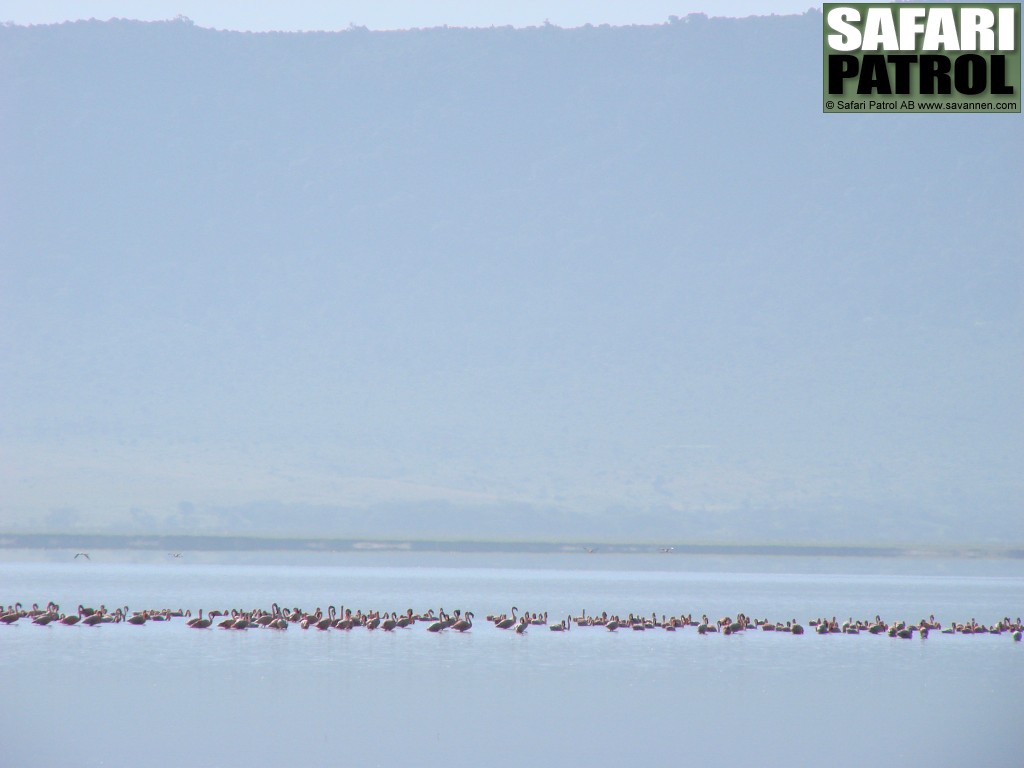 Flamingor. (Lake Magadi i Ngorongorokratern, Tanzania)