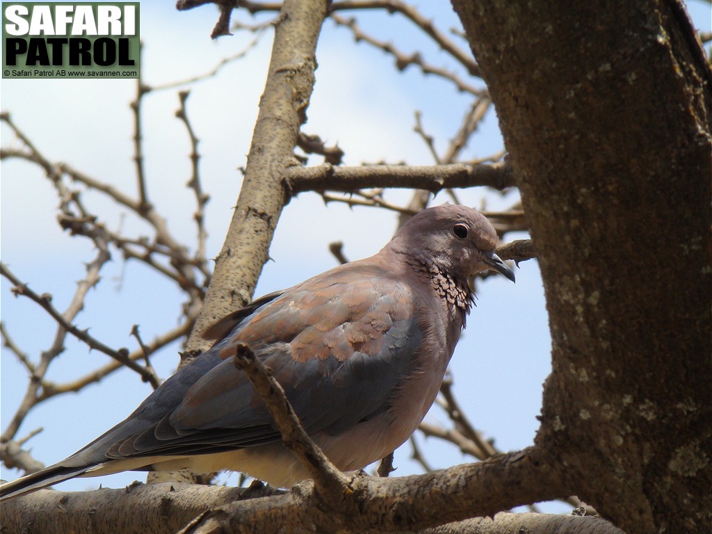 Palmduva. (Ngorongoro Conservation Area, Tanzania)