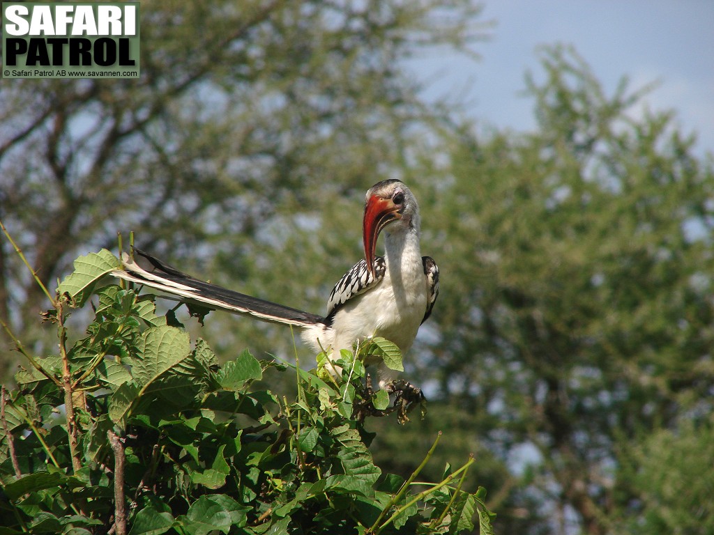 Nordlig rdnbbad toko. (Tarangire National Park, Tanzania)