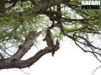 Afrikansk klätterhök. (Tarangire National Park, Tanzania)