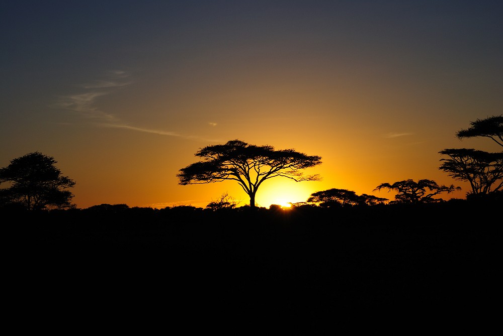 Soluppgng i bushen. (Serengeti National Park, Tanzania)