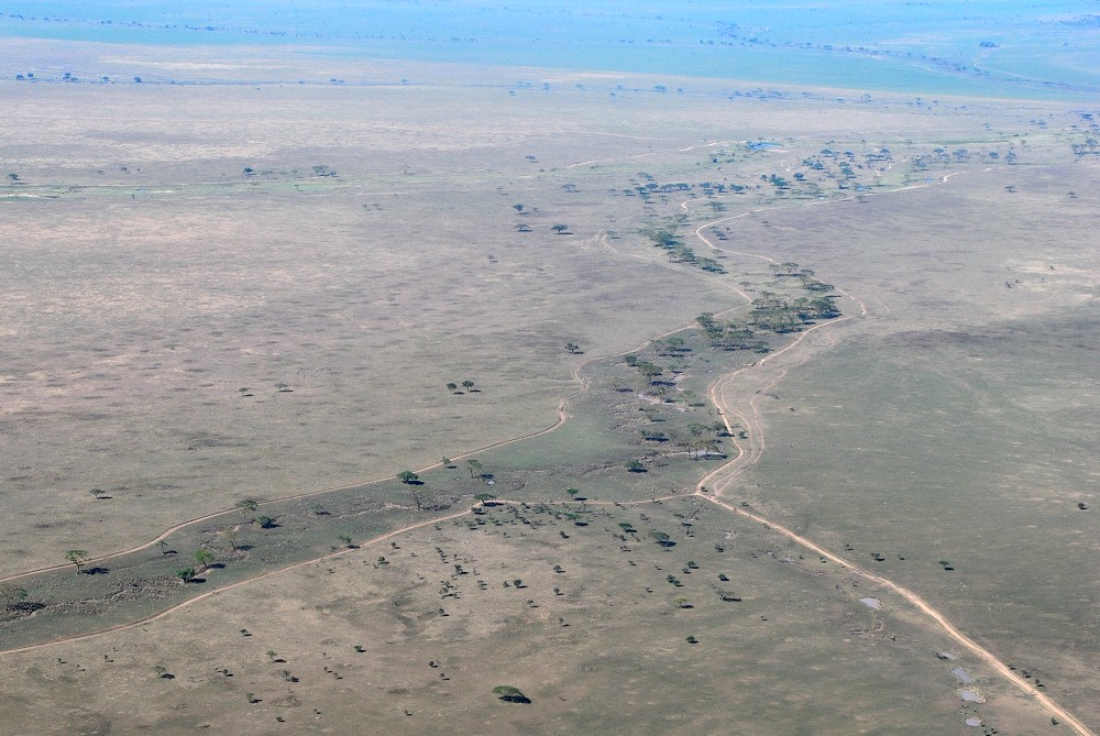 Seronerafloden nära dess källa. (Centrala Serengeti National Park, Tanzania)