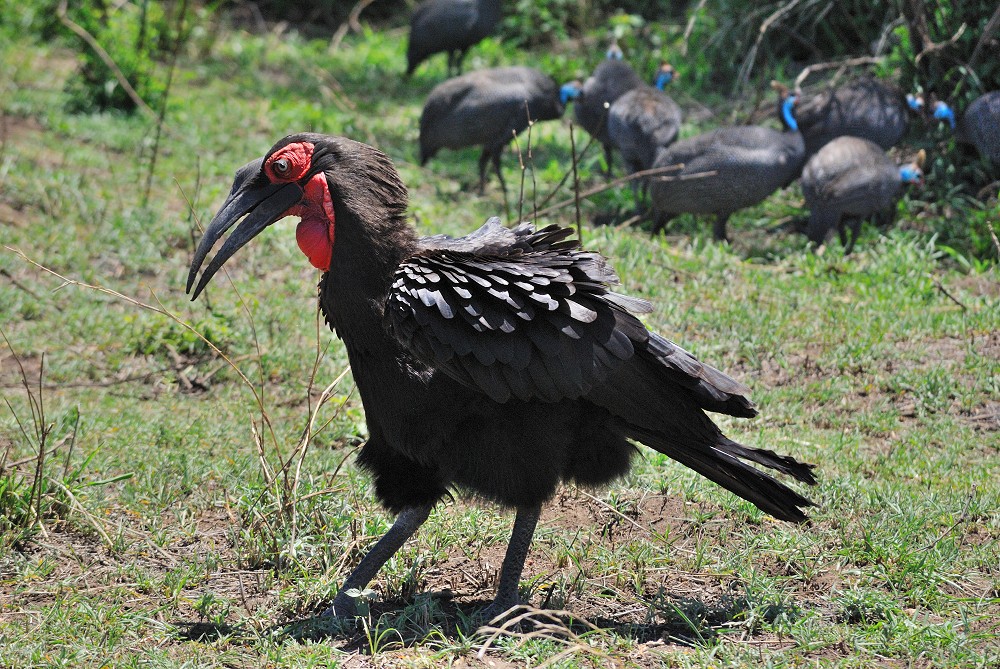 Sydlig markhornkorp. I bakgrunden hjlmprlhnor. (Serengeti National Park, Tanzania)