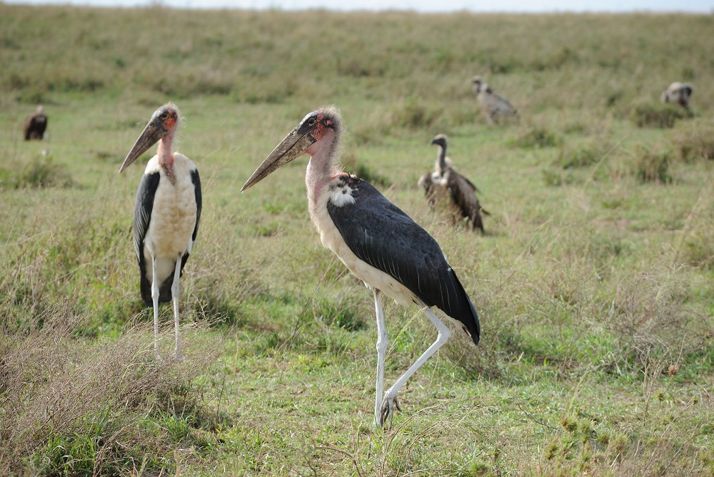 Maraboustorkar omgivna av gamar. (Serengeti National Park, Tanzania)