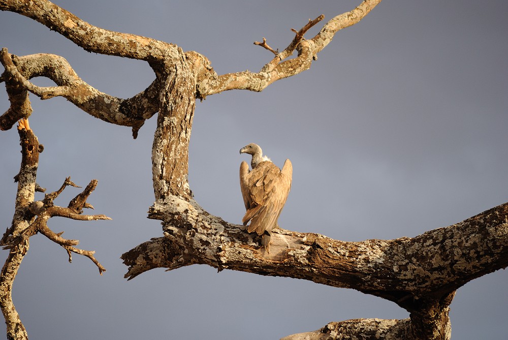 Vitryggad gam på en trädgren. (Tarangire National Park, Tanzania)