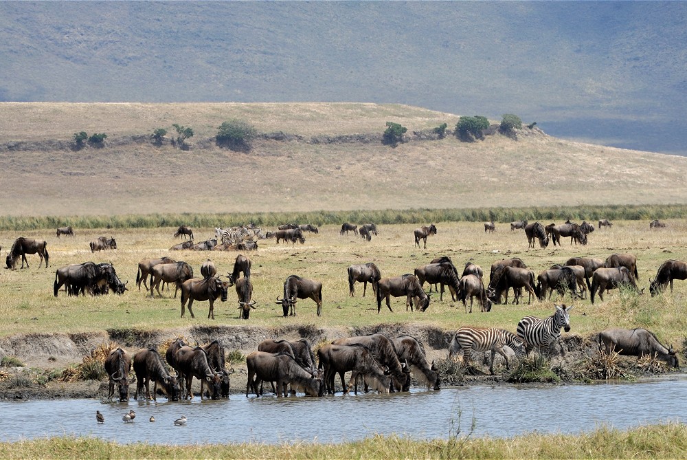 Drickande gnuer. (Ngorongorokratern, Tanzania)