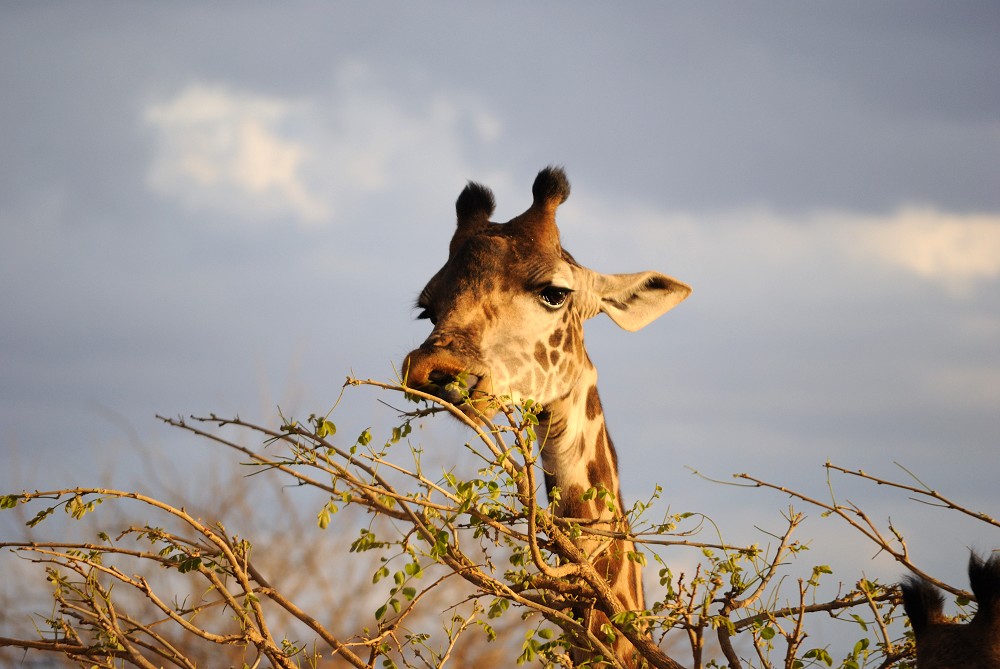 tande giraff. (Tarangire National Park, Tanzania)