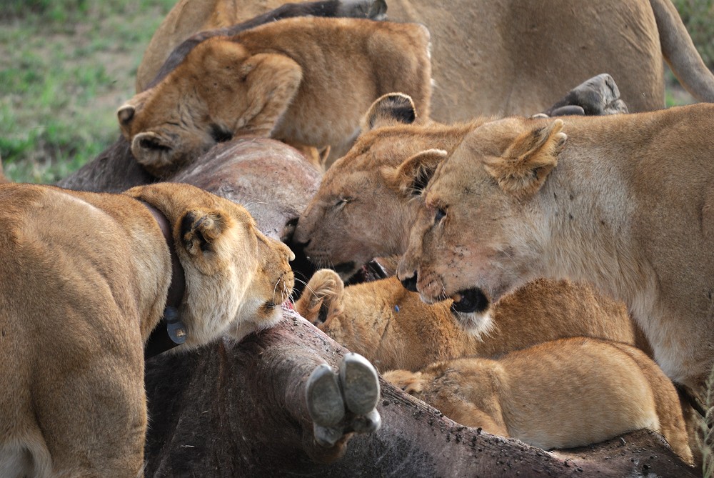 tande lejonflock vid sitt byte. (Serengeti National Park, Tanzania)