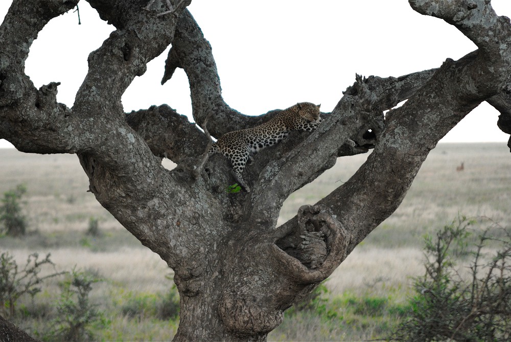 Leopard i trd. (Centrala Serengeti National Park, Tanzania)