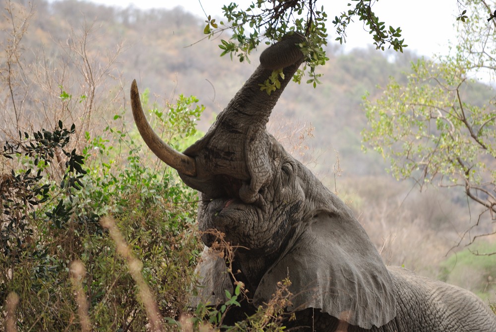 Elefant med bara en bete. (Lake Manyara National Park, Tanzania)